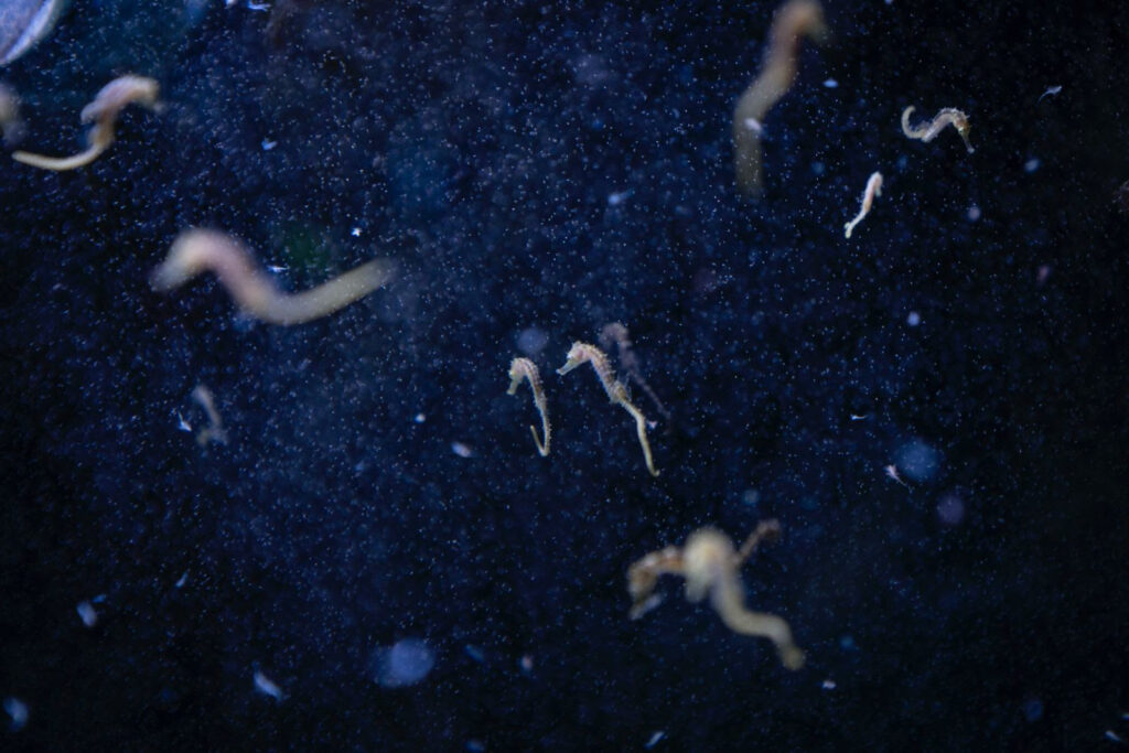 Cambiamento climatico. Al via “Hotspot Mediterraneo”, la prima mostra in Italia che racconta gli effetti sul Mare Nostrum