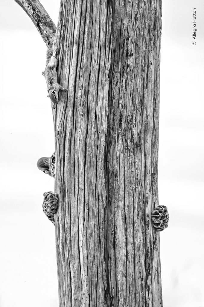 LE IMMAGINI IN ANTEPRIMA62° Wildlife Photographer of The Year